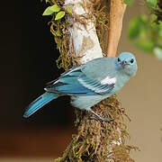 Blue-grey Tanager