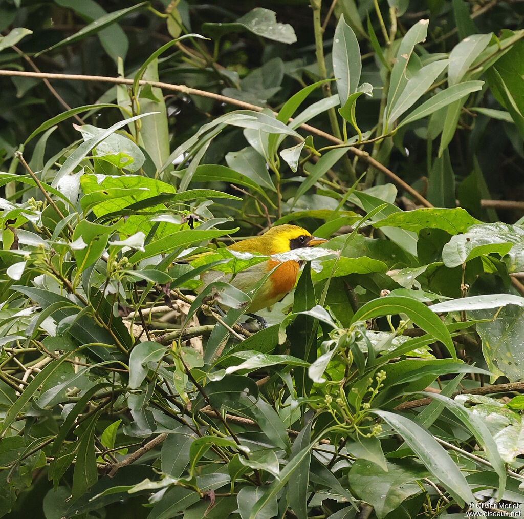 Tangara guira mâle