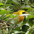 Tangara guira