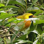 Tangara guira