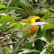 Tangara guira