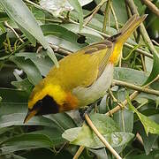 Tangara guira