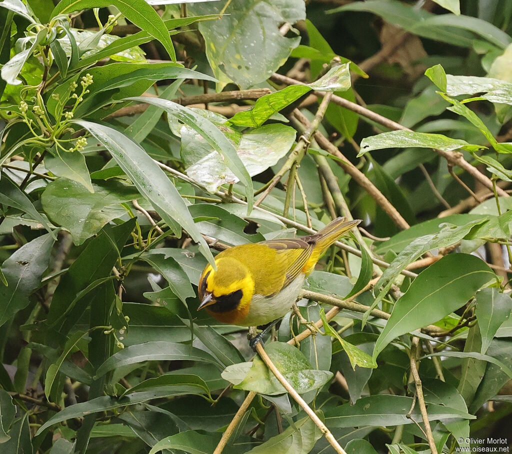 Tangara guira mâle