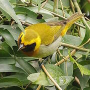 Tangara guira
