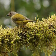 Dusky Chlorospingus