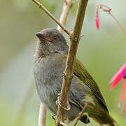 Dusky Chlorospingus