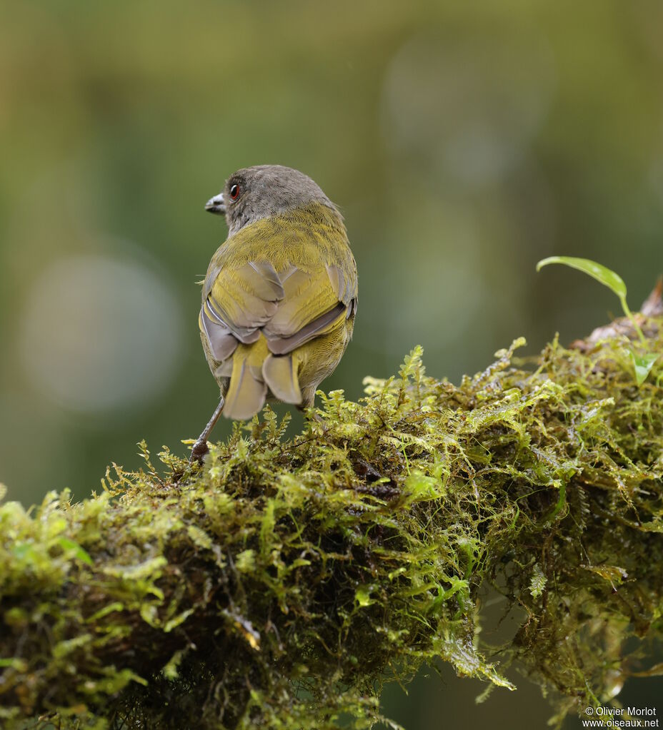 Dusky Chlorospingus