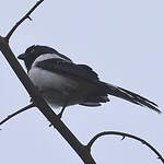 Tangara pillurion