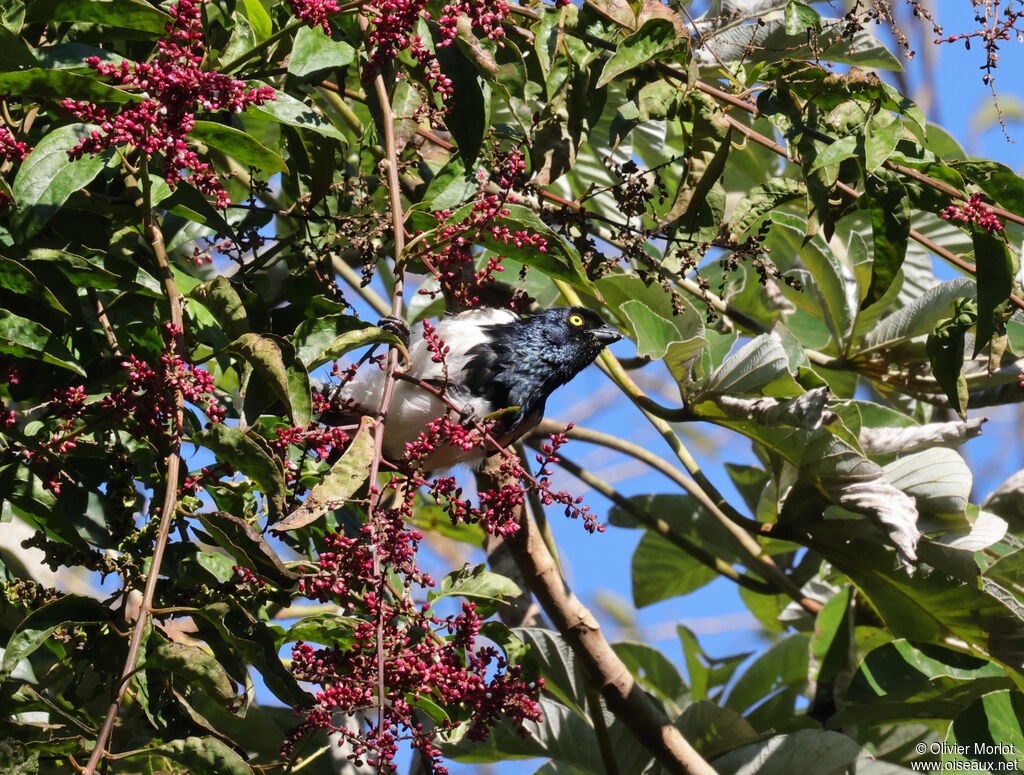 Tangara pillurion