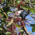 Tangara pillurion