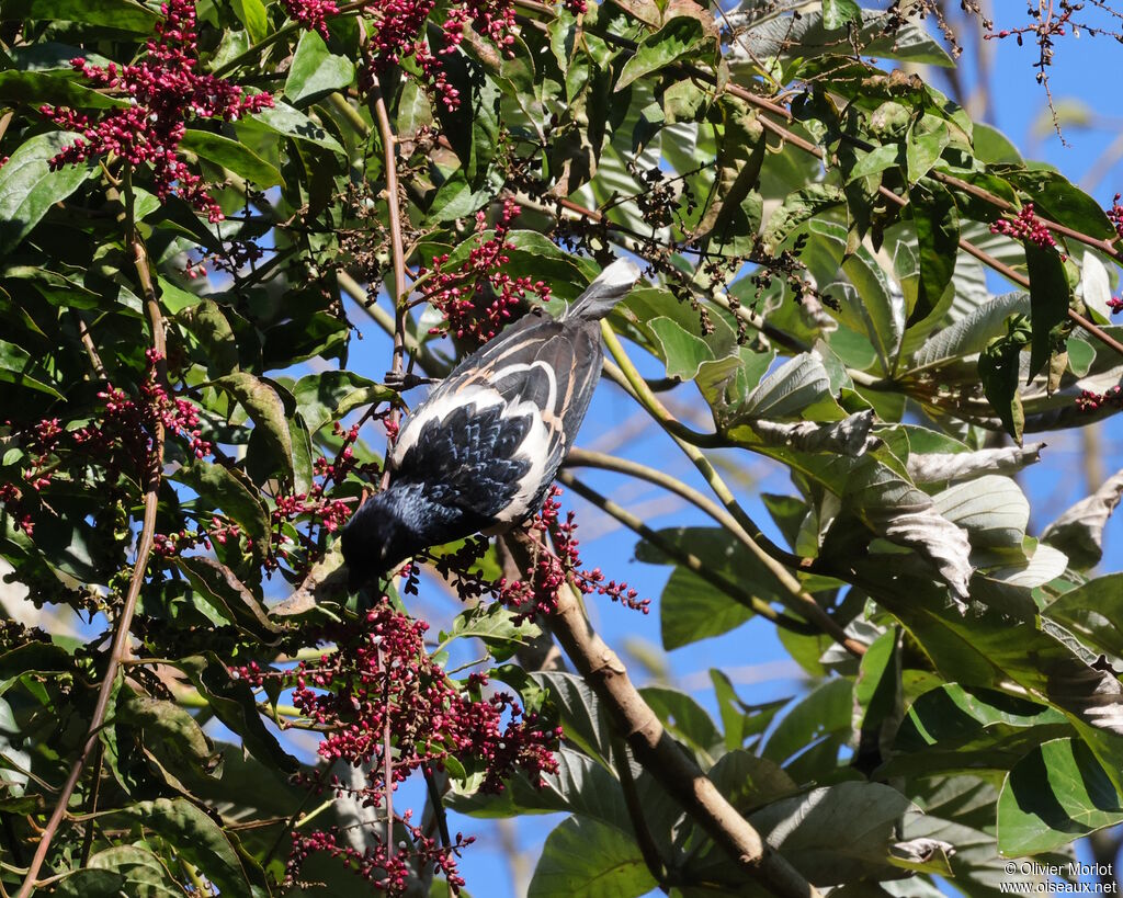 Tangara pillurion