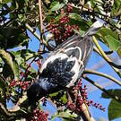 Tangara pillurion
