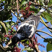 Tangara pillurion