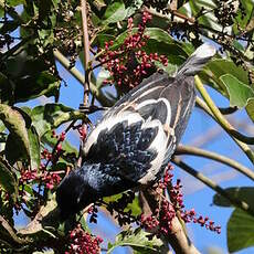 Tangara pillurion
