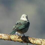 Sayaca Tanager