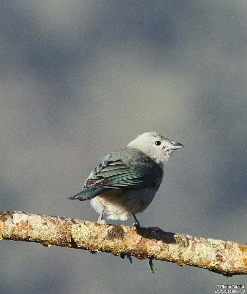 Sayaca Tanager