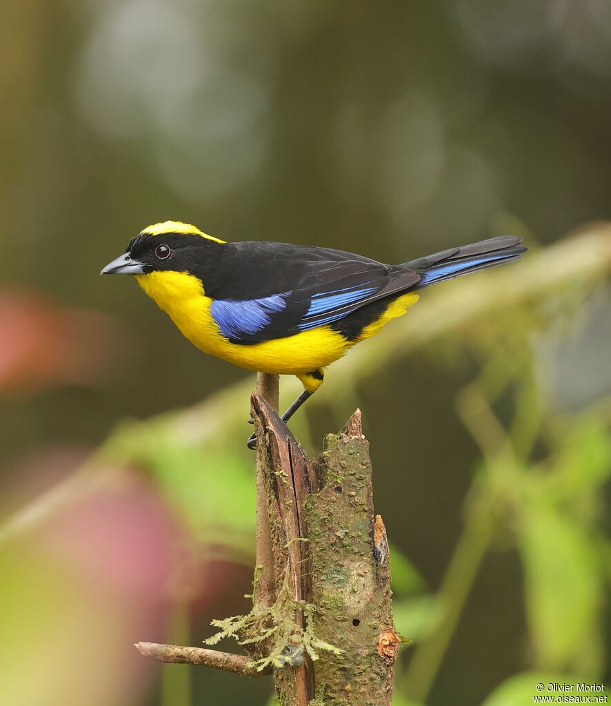 Blue-winged Mountain Tanager