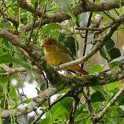 Summer Tanager