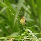 Tangara vermillon
