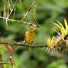 Tangara vermillon