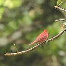 Tangara vermillon