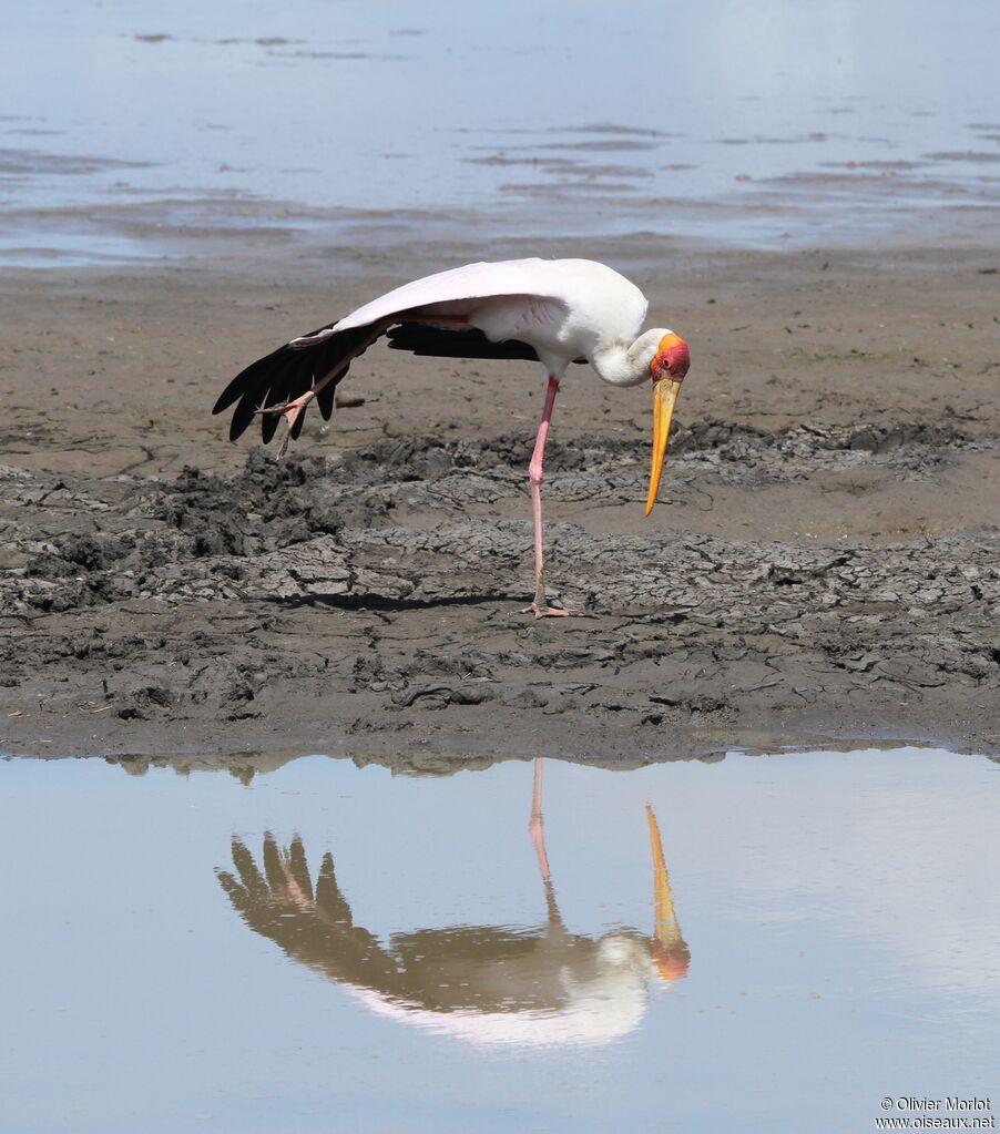 Yellow-billed Stork