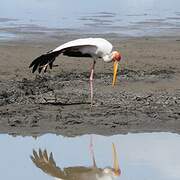 Yellow-billed Stork