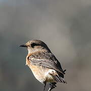 African Stonechat