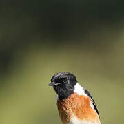 African Stonechat