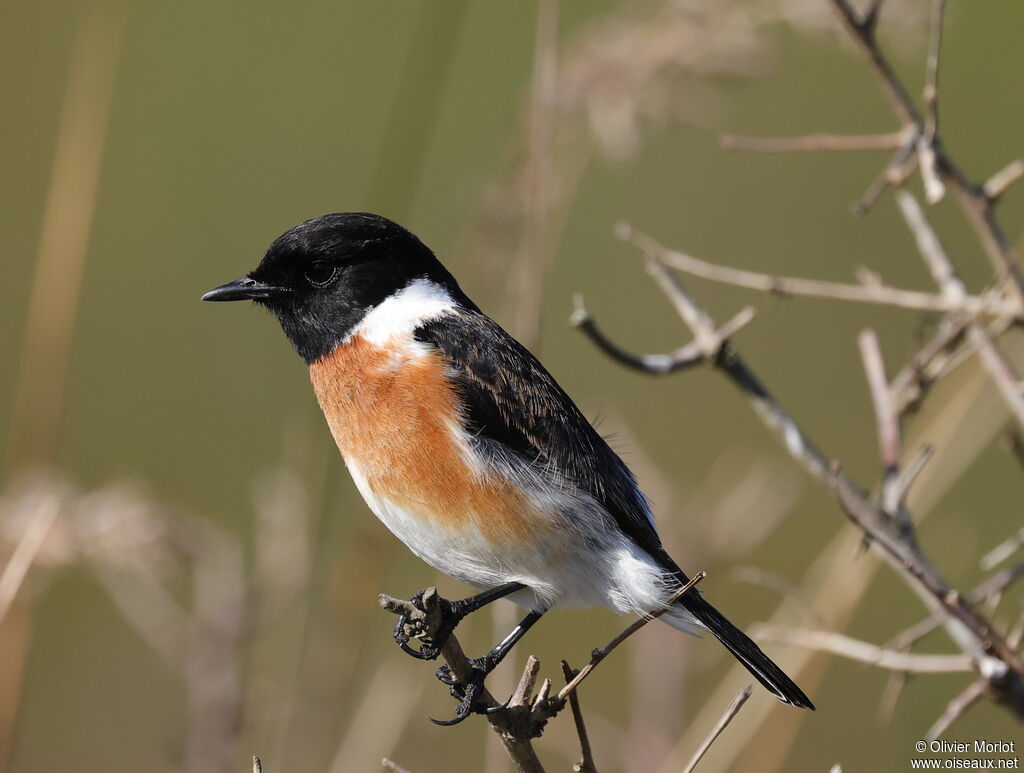 African Stonechat