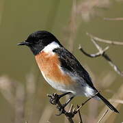 African Stonechat