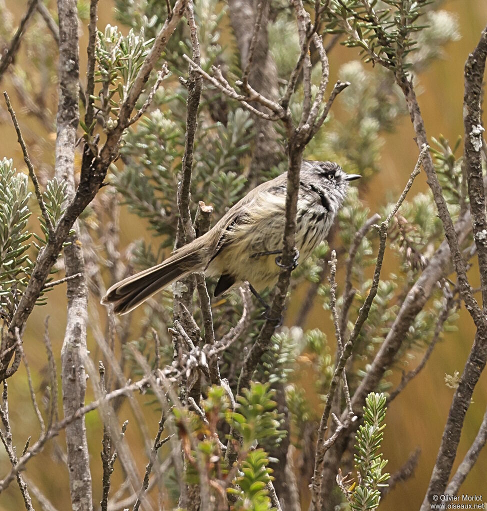 Tufted Tit-Tyrant