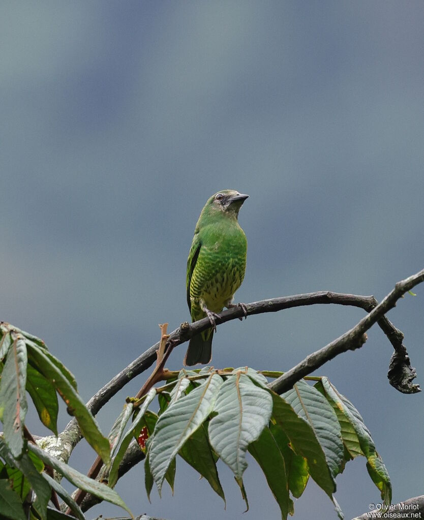 Swallow Tanager