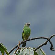 Swallow Tanager