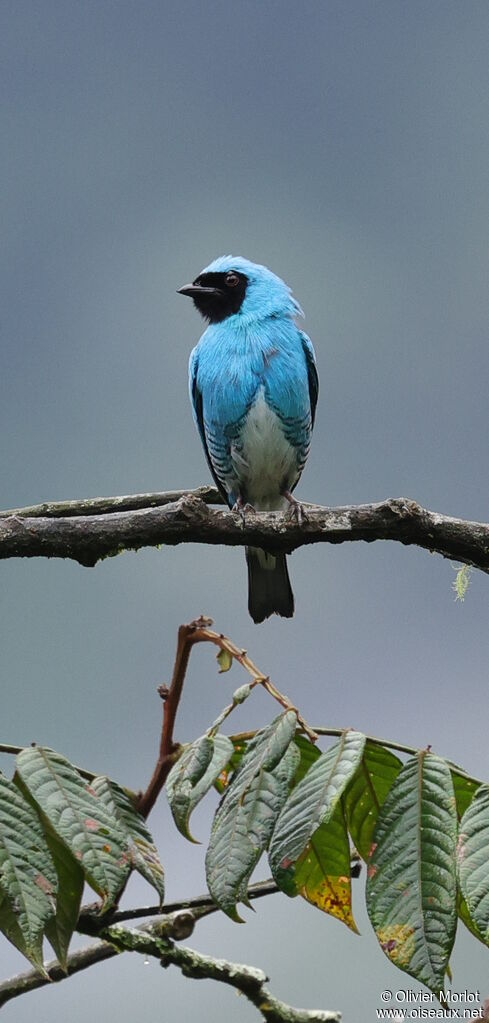 Swallow Tanager