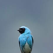 Swallow Tanager