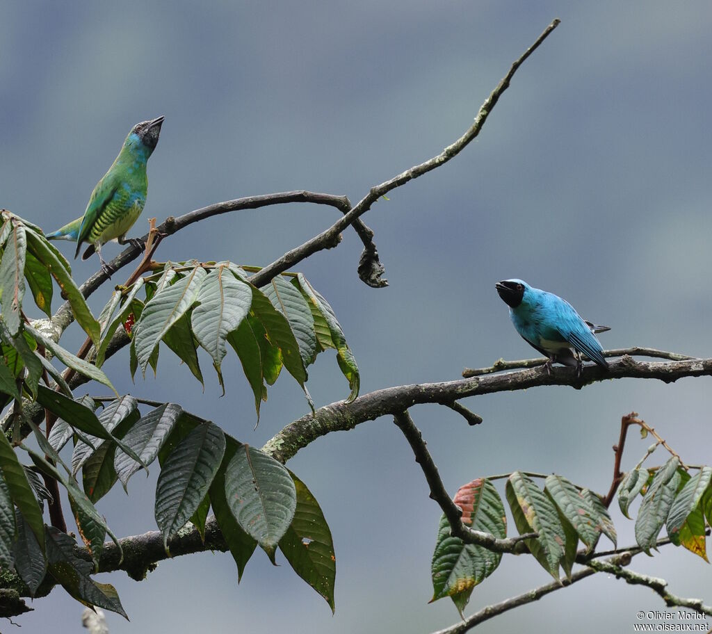 Swallow Tanager