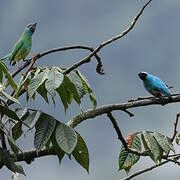 Swallow Tanager