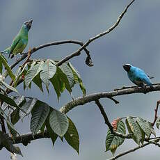 Tersine hirondelle