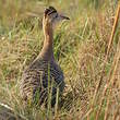 Tinamou isabelle