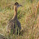 Tinamou isabelle