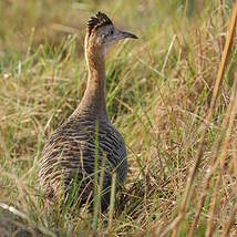 Tinamou isabelle