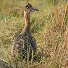 Tinamou isabelle
