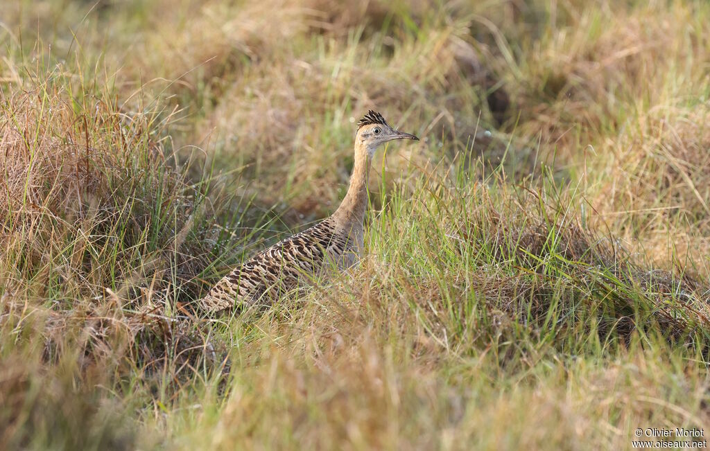 Tinamou isabelle