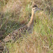 Tinamou isabelle