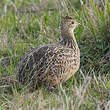 Tinamou tacheté