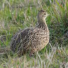Tinamou tacheté