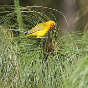 Spectacled Weaver