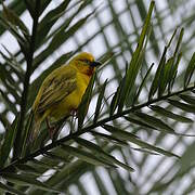Spectacled Weaver