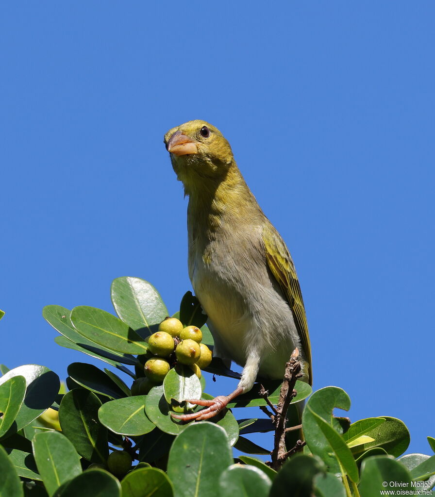 Tisserin à tête rousse